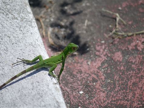 Iguana Green Lizard - Free photo on Pixabay - Pixabay