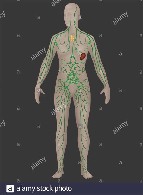 Lymph System Des Menschen Anatomie Lymphsystem Abfalltransport Durch