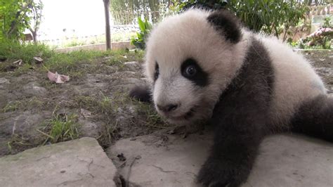 Baby Pandas Playing With Keys Youtube