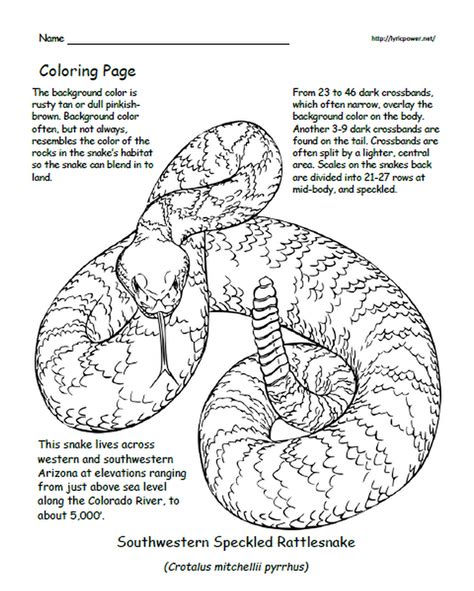 Western Diamondback Rattlesnake Coloring Pages