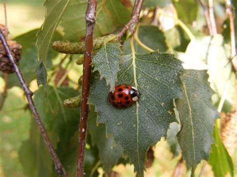 The Disillusioned Taxonomist: Invasive Species: Harlequin Ladybird