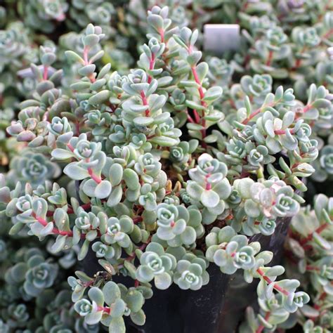 Седум/Очиток Сахалин. (Sedum pluricaule Sakhalin) Р9 купить в интернет ...