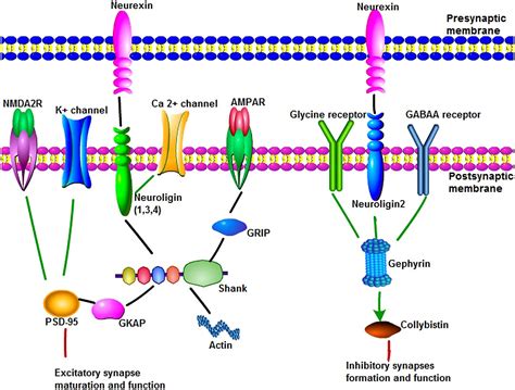 Frontiers Synaptic Proteins And Receptors Defects In Autism Spectrum