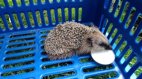 Ежик - YouTube