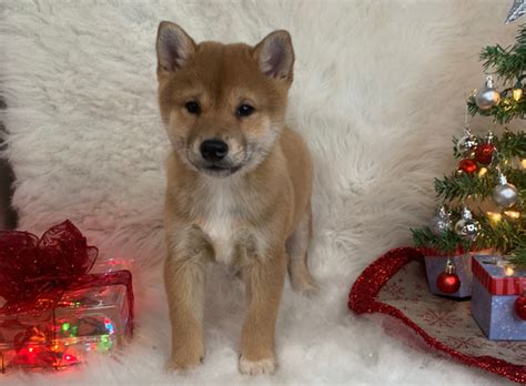 SHIBA INU PUPPIES Showboat Kennels