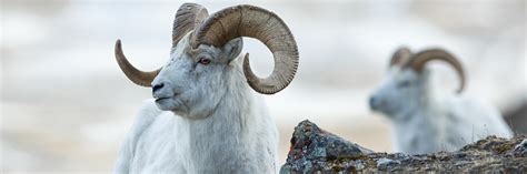 hunting trips  dall sheep  rates  professional outfitters