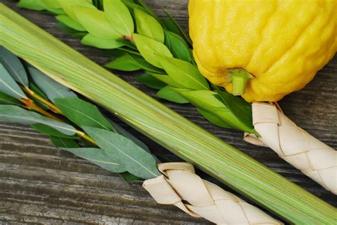 Lulav and Etrog Order | Congregation Agudat Achim - Conservative ...