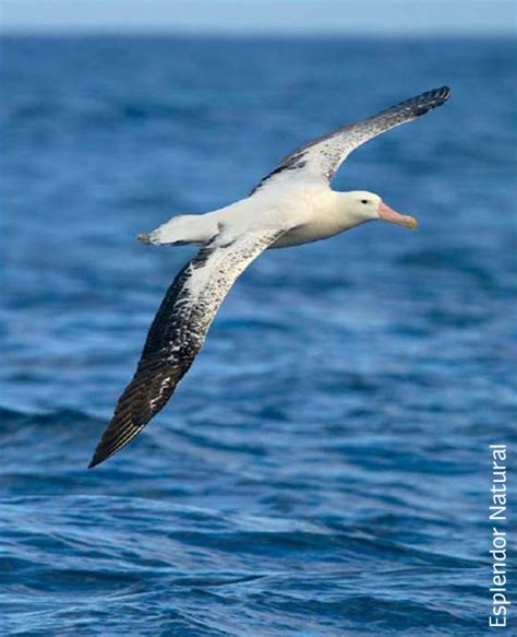 Esplendor Natural El Albatros Ave Errante Voladora