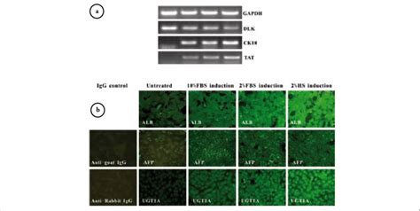 Low Serum Conditions Improved The Expression Of Hepatic Related Markers