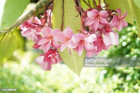 Oval Flower Arrangement Photos and Premium High Res Pictures - Getty Images