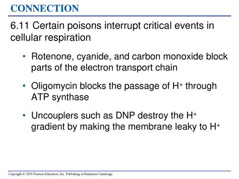 How Cells Harvest Chemical Energy Ppt Download