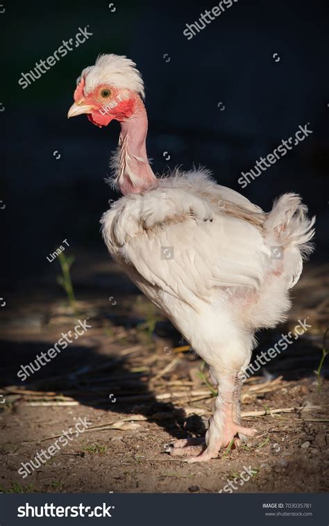 Naked Neck White Chicken Profile Stock Photo Shutterstock