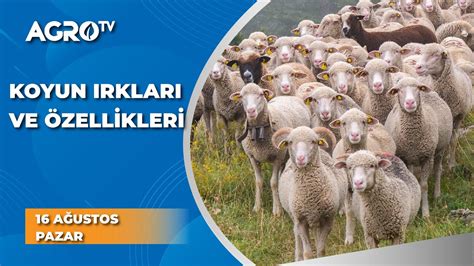 Koyun Irklar Ve Zellikleri Ba Oban Agro Tv Youtube