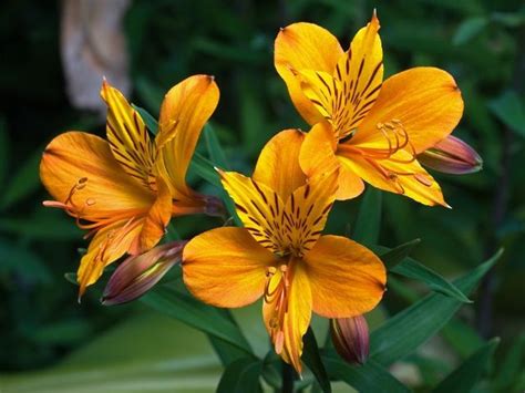 Image result for lirios del campo | Peruvian lilies, Alstroemeria ...