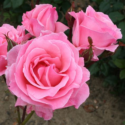 Buy rose The Queen Elizabeth (floribunda) Rosa The Queen Elizabeth: £14