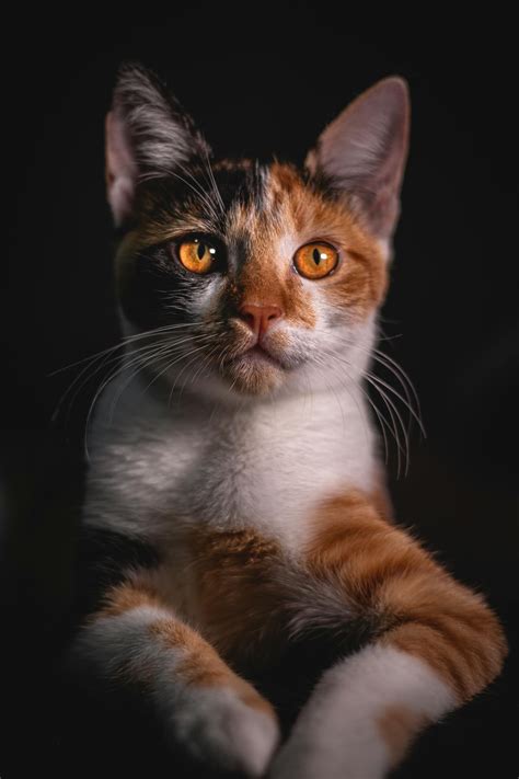 tabby cat      tabby cat stock  hd images