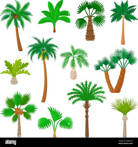 Cartoon Palm Trees Isolated Palms Beach Or Tropical Forest Elements