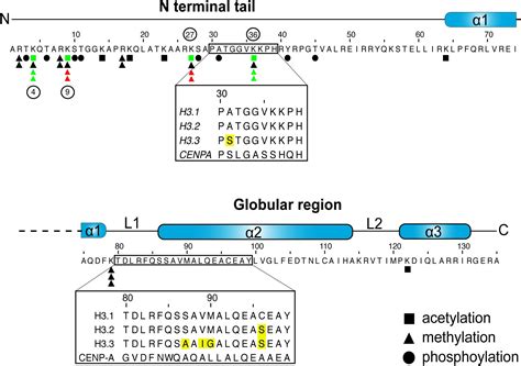 Frontiers Interactions With Histone H3 And Tools To Study Them