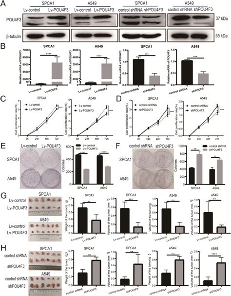 POU4F3 Inhibited LUAD Cell Proliferation In Vitro And In Vivo A B The