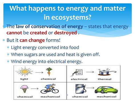 PPT Unit 2 Lesson 3 Energy And Matter In Ecosystems PowerPoint