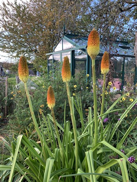 Kniphofia Tysonii Baker Andy Gladman