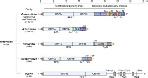 Replication Of The Coronavirus Genome A Paradox Among Positive Strand