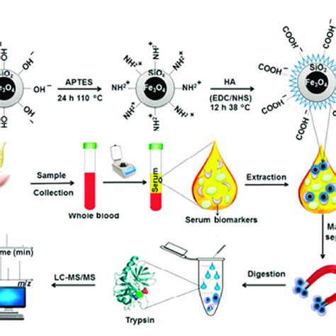 Schematic Illustration For The Preparation Of Fe3o4sio2ha Particles