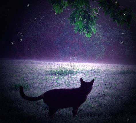 Bizarre Cases of Teleporting Animals