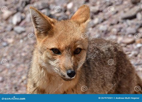 Portrait of Wild Andean Fox in Atacama Desert Chile South America Stock ...