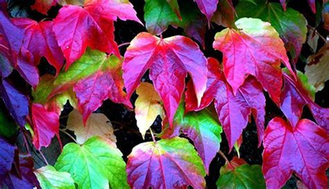 Daun Warna Warni Layaknya Pelangi Bakal Bikin Kamu Kagum Photo