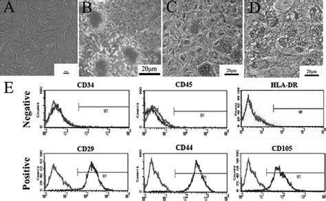 Immunophenotype And Differentiation Potential Of Mscs A Under The