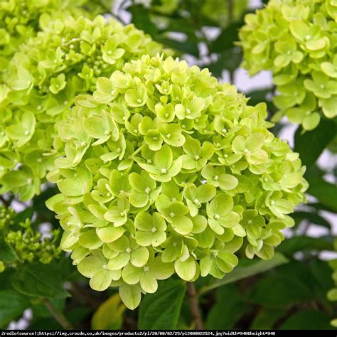 Hortensja Bukietowa Limelight Hydrangea Paniculata Limelight