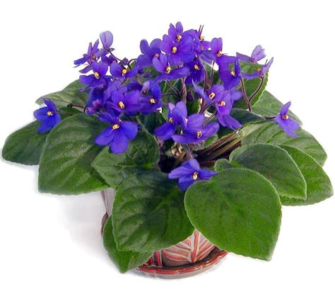 4 IN African Violet-Saintpaulia Ionantha | Jardim, Verde