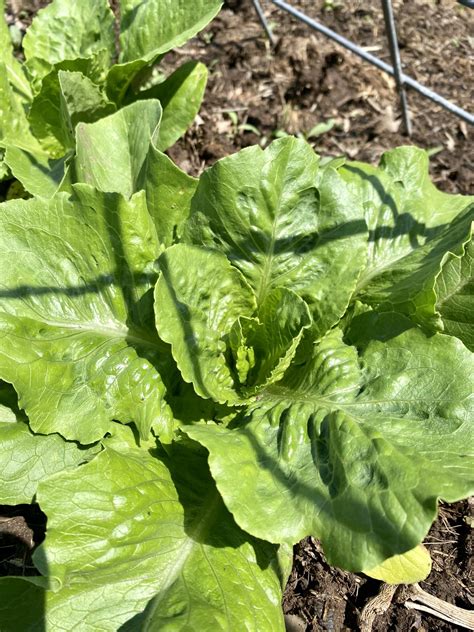 How to Grow Romaine Lettuce - Heirloom Grown