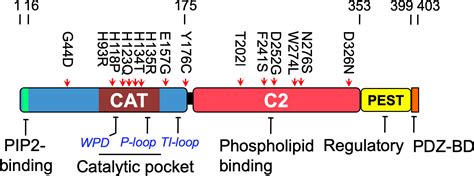 Autismassociated Pten Missense Mutation Leads To Enhanced Nuclear