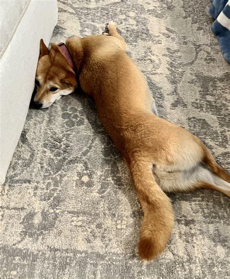 Totally normal dog. : r/shiba