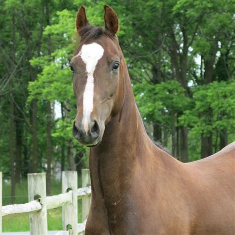 Horses For Sale Ledyard Farms