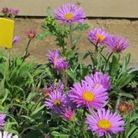 Астра альпийская "Pink" - купить саженцы в питомнике Репейник, СПб и ЛО