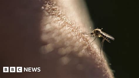 Malaria Vaccine Hailed As Potential Breakthrough Bbc News