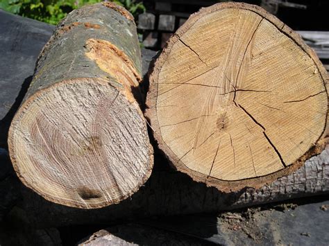 Seasoned Wood Vs Unseasoned Wood - West Yorkshire Logs