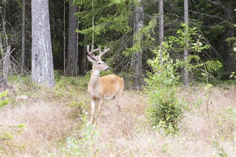 Wild White Tailed Deer in Forest Stock Photo - Image of animal, deer ...