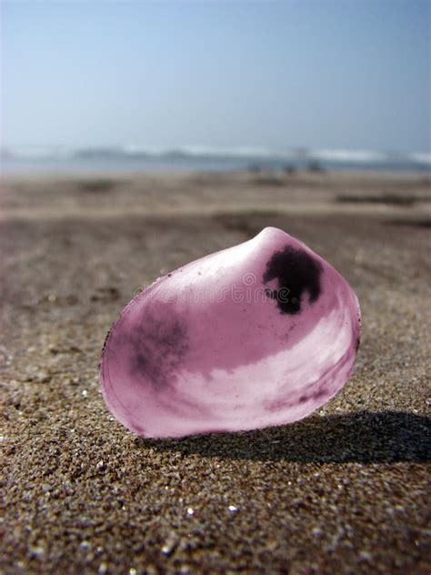 Pink Shell stock photo. Image of seaside, beach, sand - 25122004