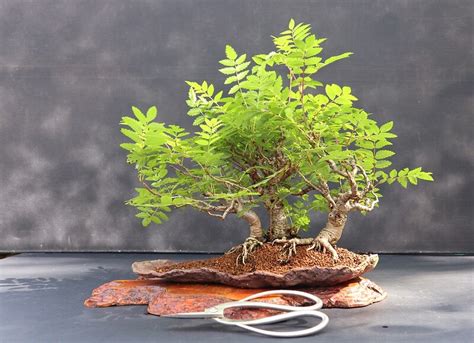 Sorbus Bonsai Tree Care Guide Bonsai Tree Gardener