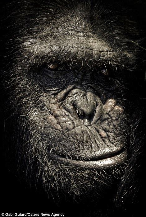 Incredible Images Show The Expressive Faces Of Chimpanzees Daily Mail