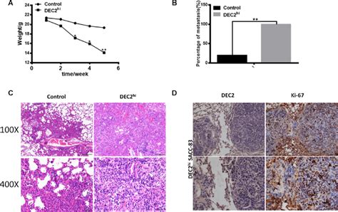 Low Level Of Dec Exited Dormancy To Promote Lung Metastasis Of Sacc In