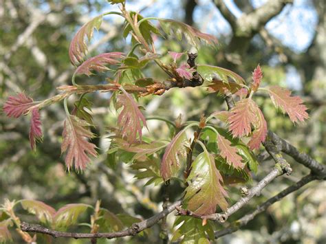 quercus kelloggii  watershed nursery