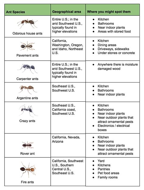 7 ant species you'll see this spring | Western Exterminator