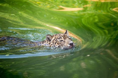 Orange Jaguar Swimming Stock Photo Image Of Feline Predator