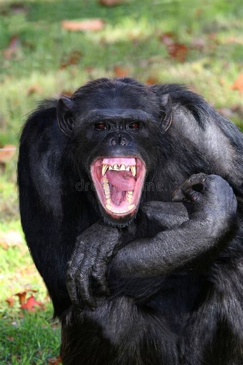 Chimpanzee Teeth stock image. Image of brown, comical - 9298693