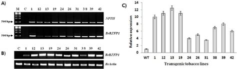 Pcr Rt Pcr And Realtime Pcr Analyses Of Transgenic Tobacco Plants A